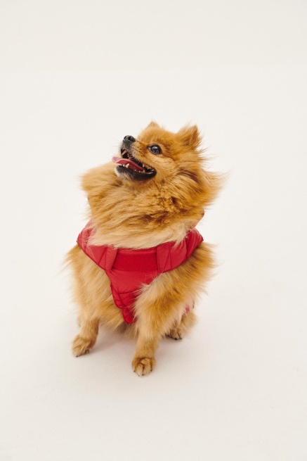 Jott Rouge Dogs Donsjack Woop