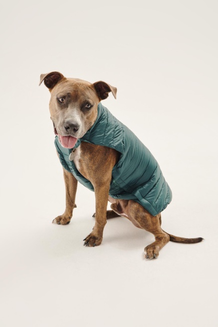 Jott Vert Fonce Honden Donsjack Woop